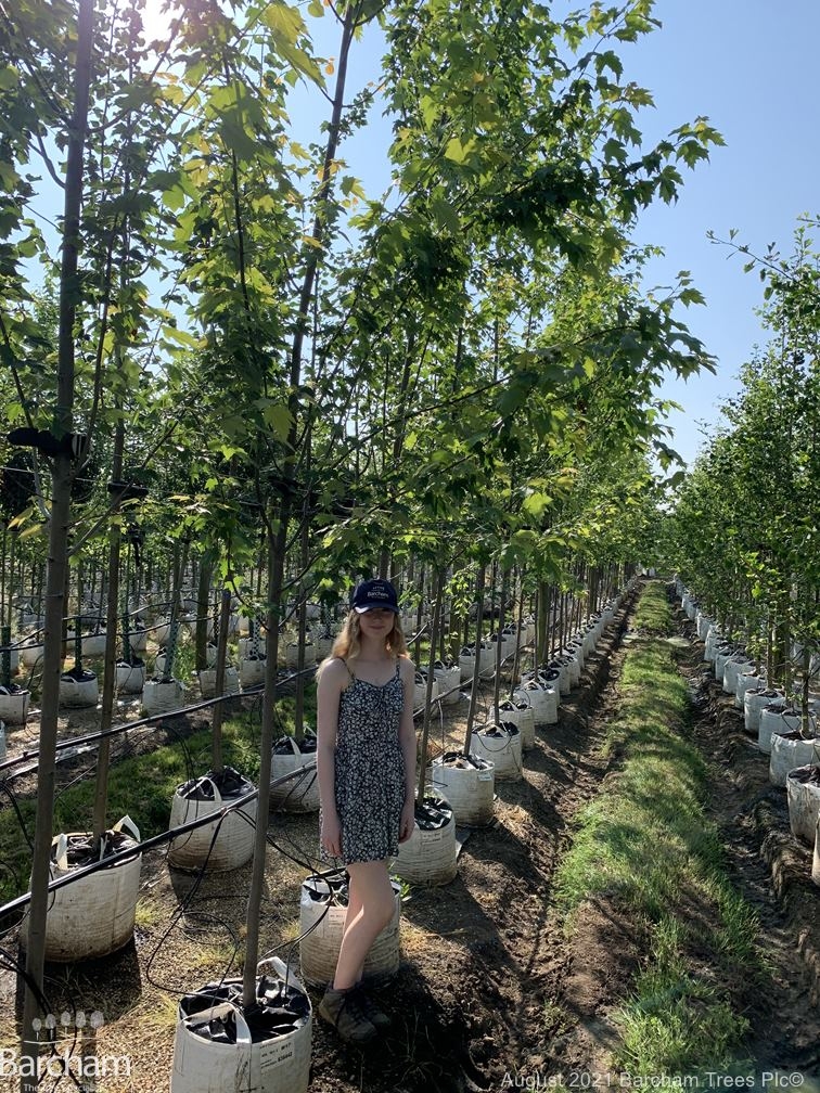 Acer x freemanii Armstrong