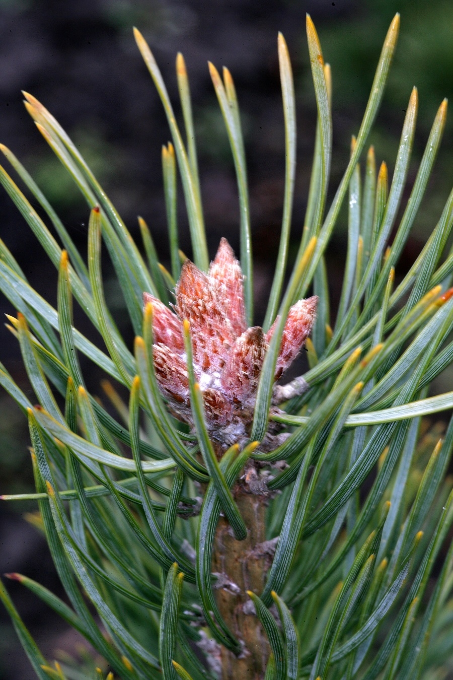 cons and needles of Pinus sylvestris