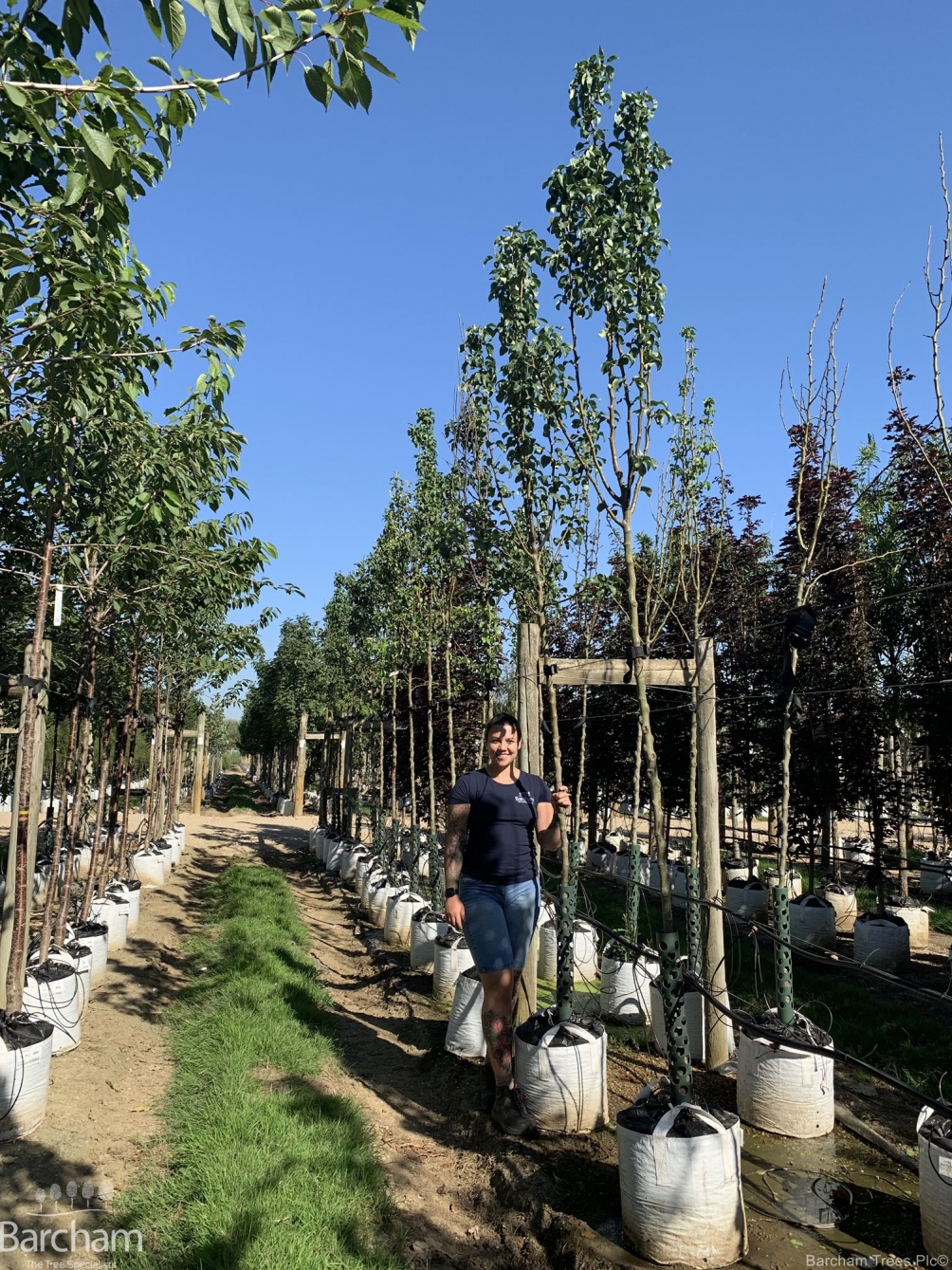 Pyrus communis Conference