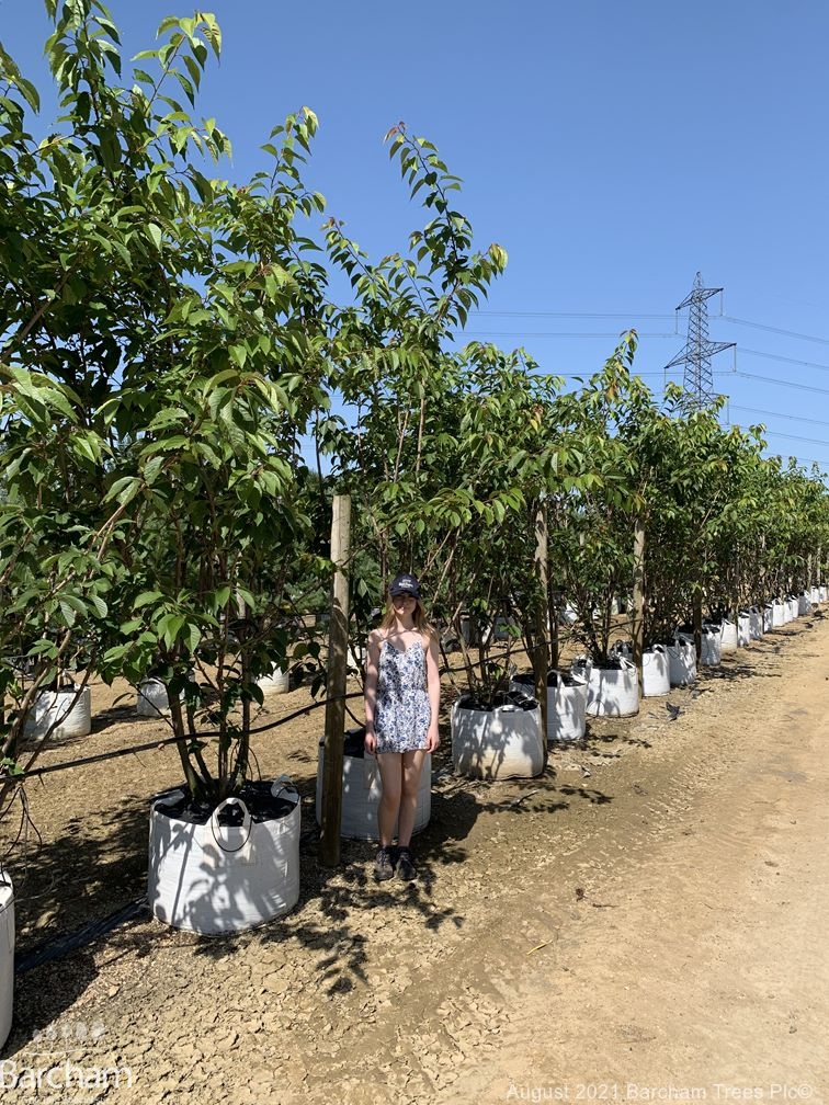 Prunus kanzan multi-stem