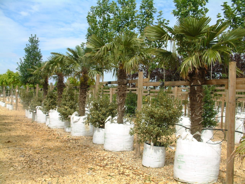 Trachycarpus fortunei on Barcham Trees nursery