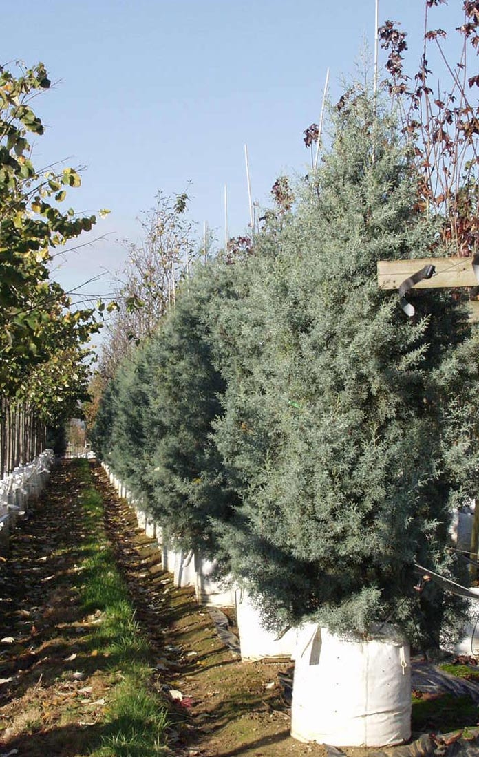 Cupressus arizonica Glauca at barcham trees