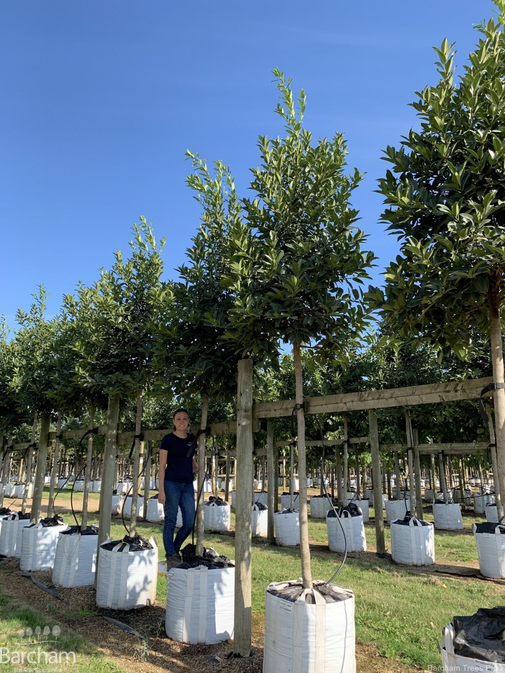 Ilex castaneifolia