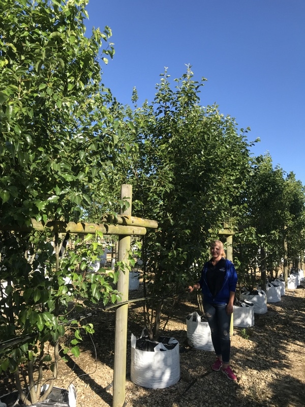 Pyrus calleryana chanticleer multi stem on the Barcham Trees nursery