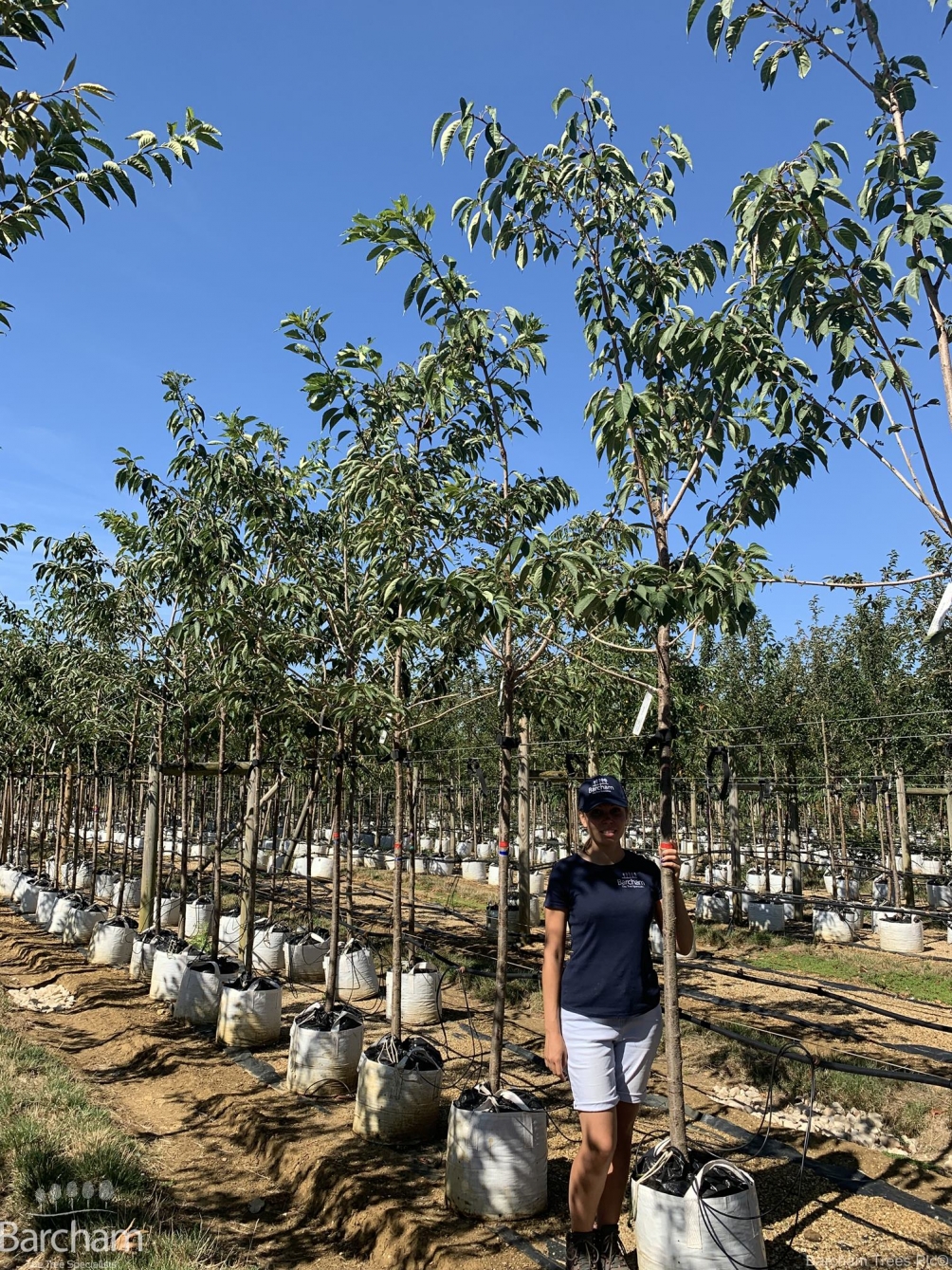 Prunus Tai Haku