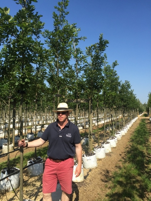 Quercus cerris at barcham trees