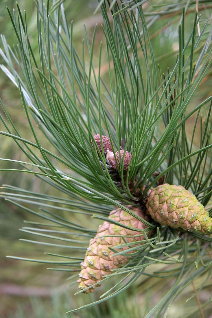 foliage and cones of Pinus nigra Austriaca