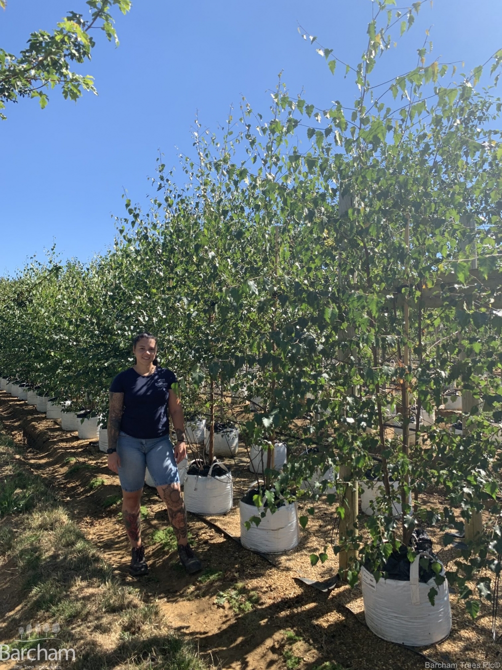 Betula pubescens multi-stem