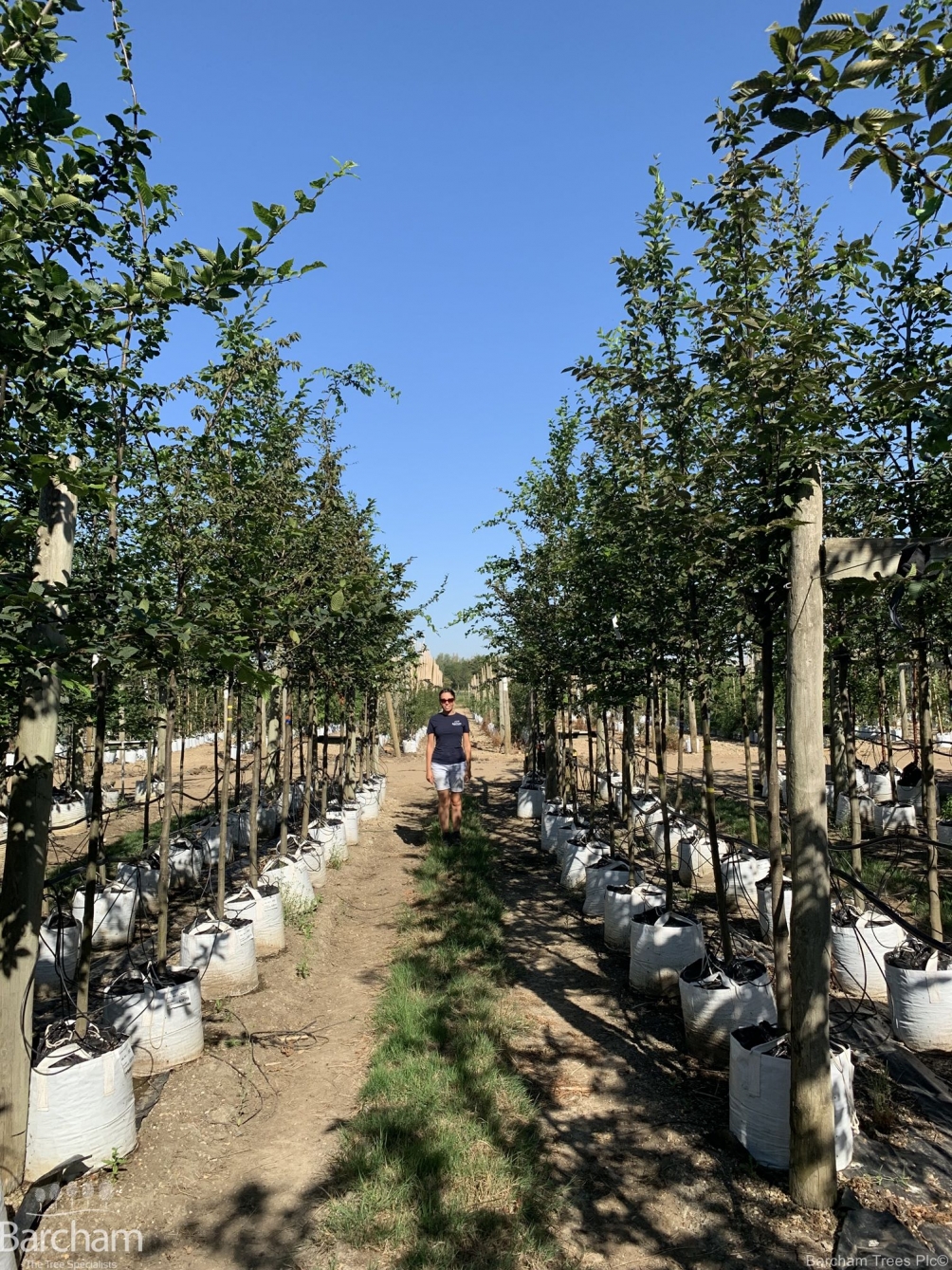 Carpinus betulus