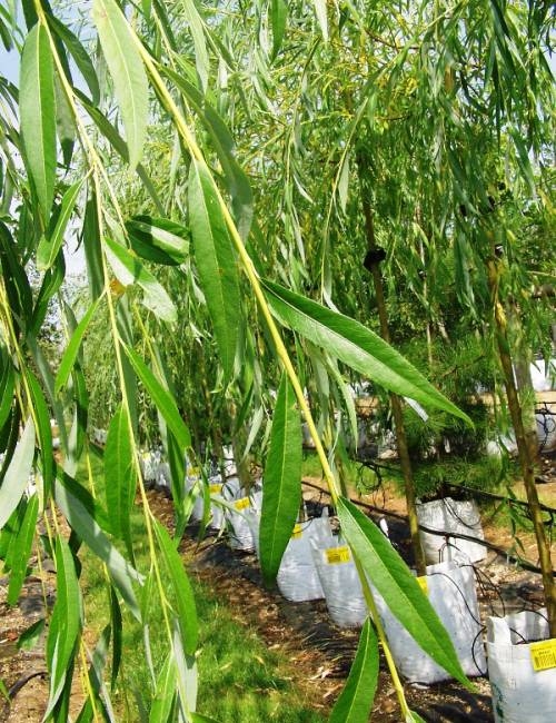 Foliage of Salix alba Tristis