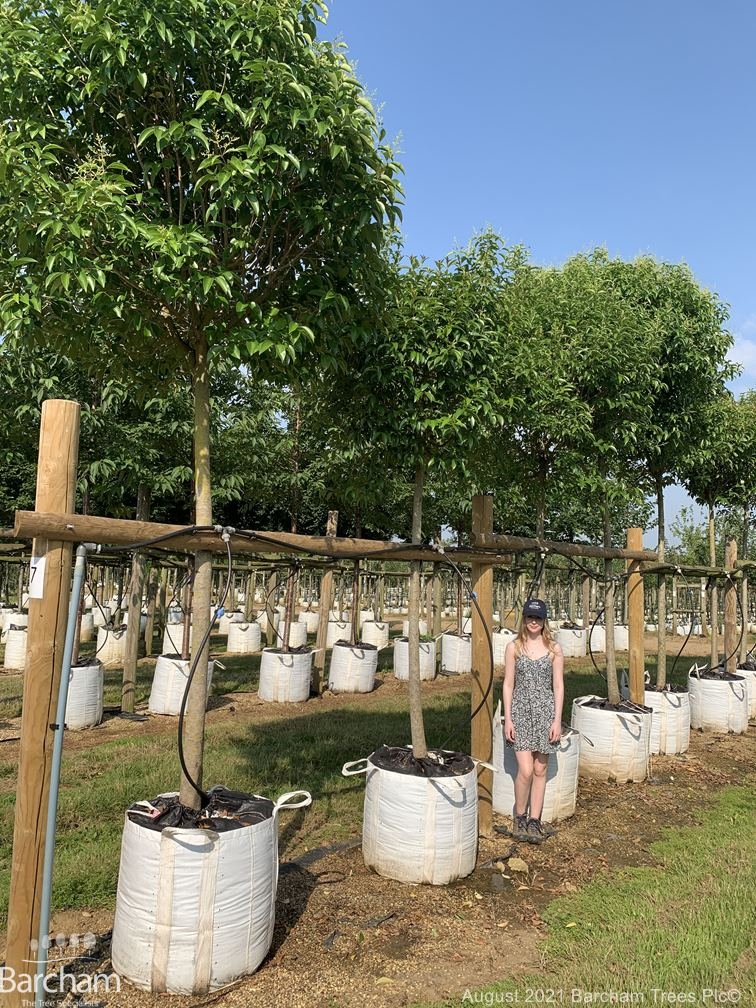 Ligustrum japonicum