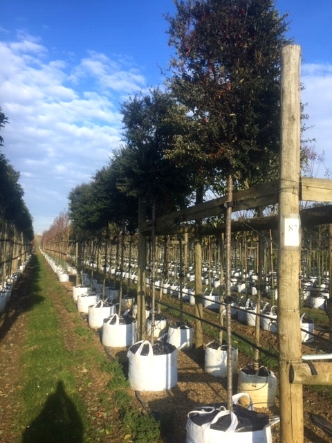 Pyracantha Navaho at barcham trees