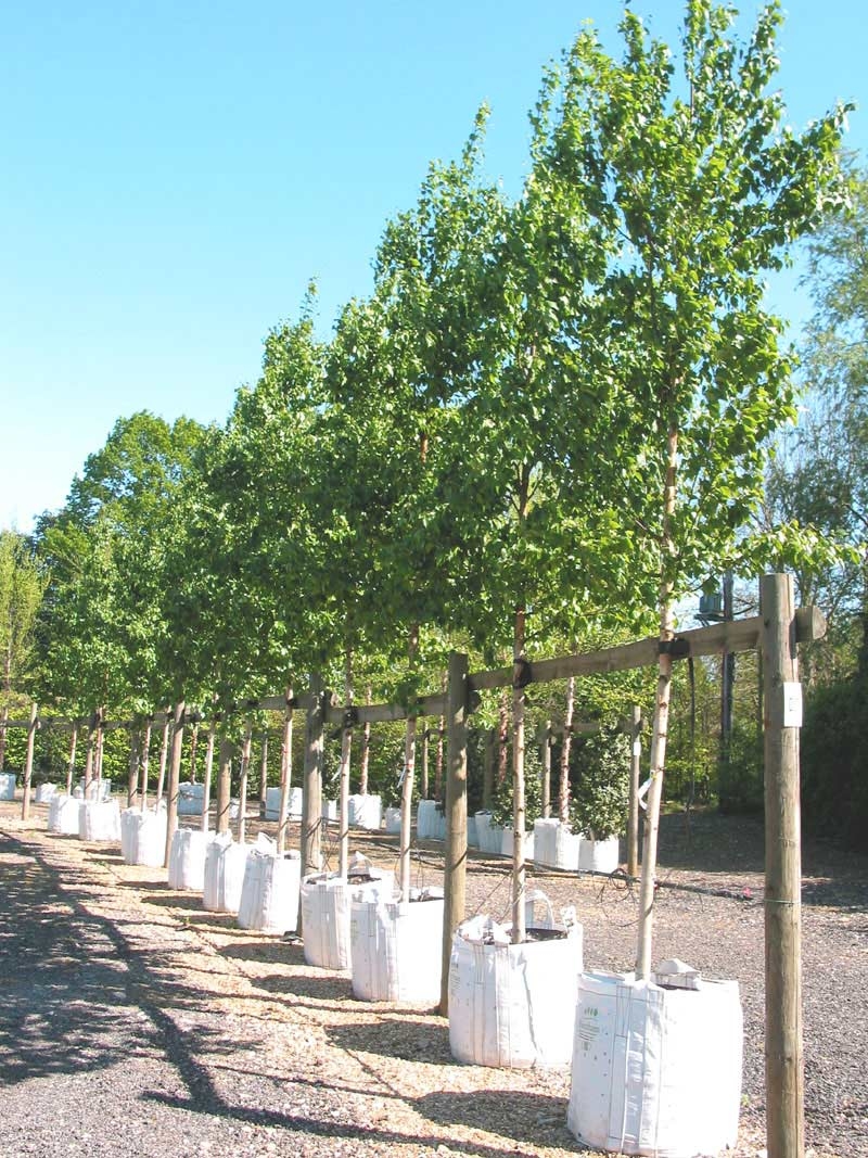 row of semi mature Betula ermanii