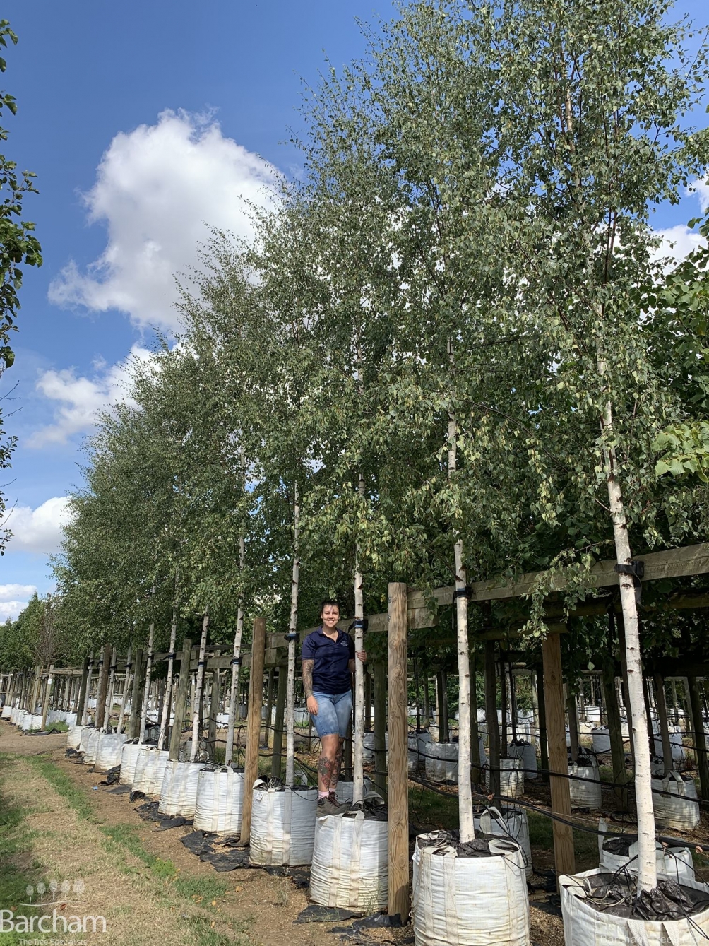 Betula pendula Zwisters Glory