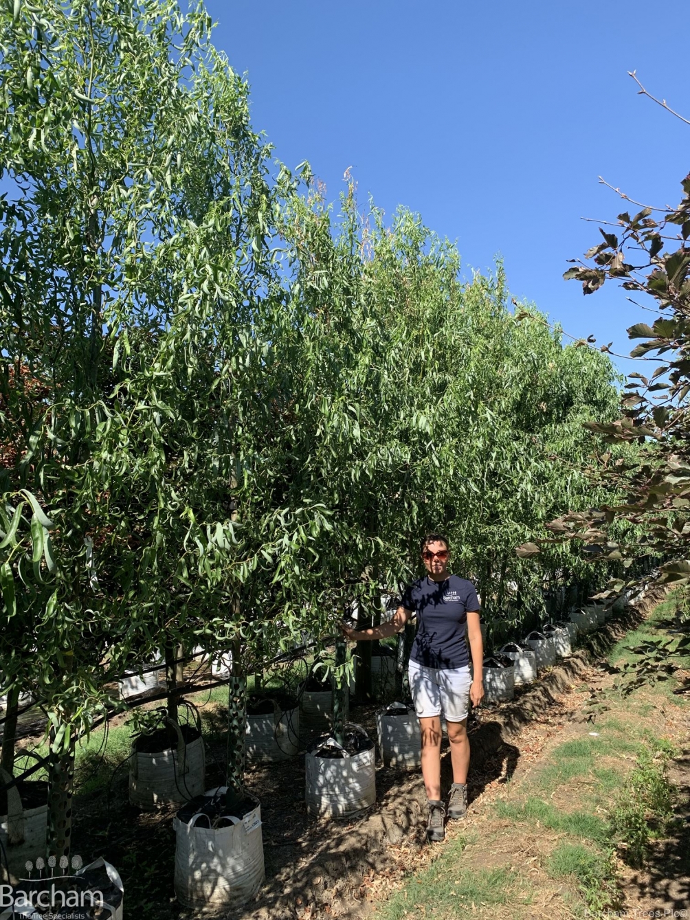 Salix matsudana Tortuosa