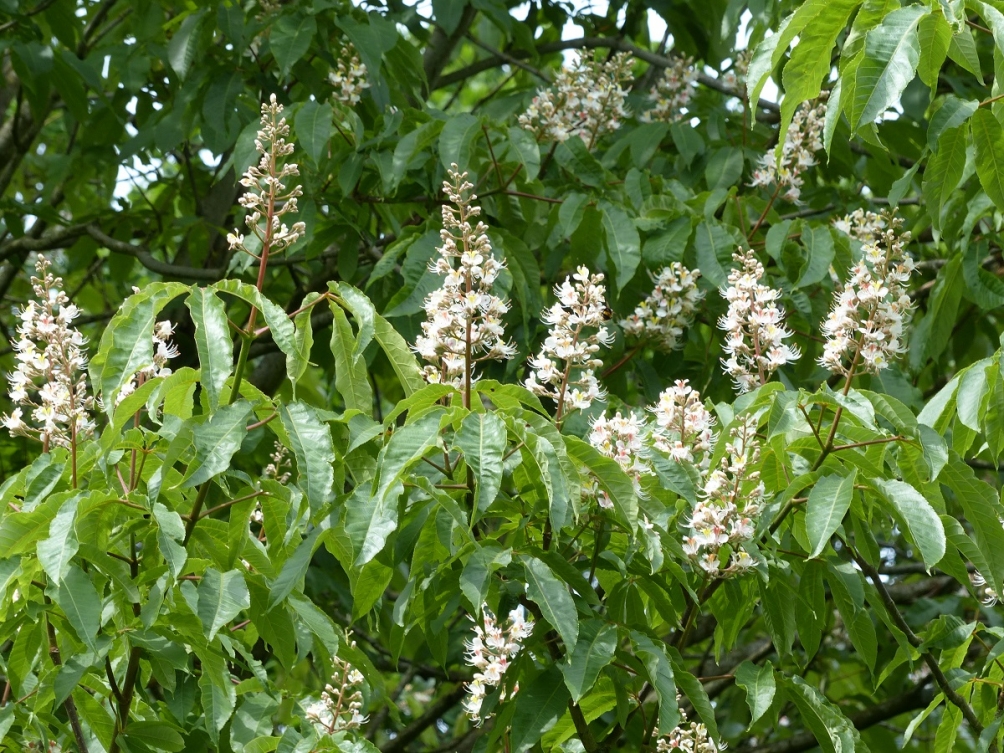 The flowers of Aesculus indica