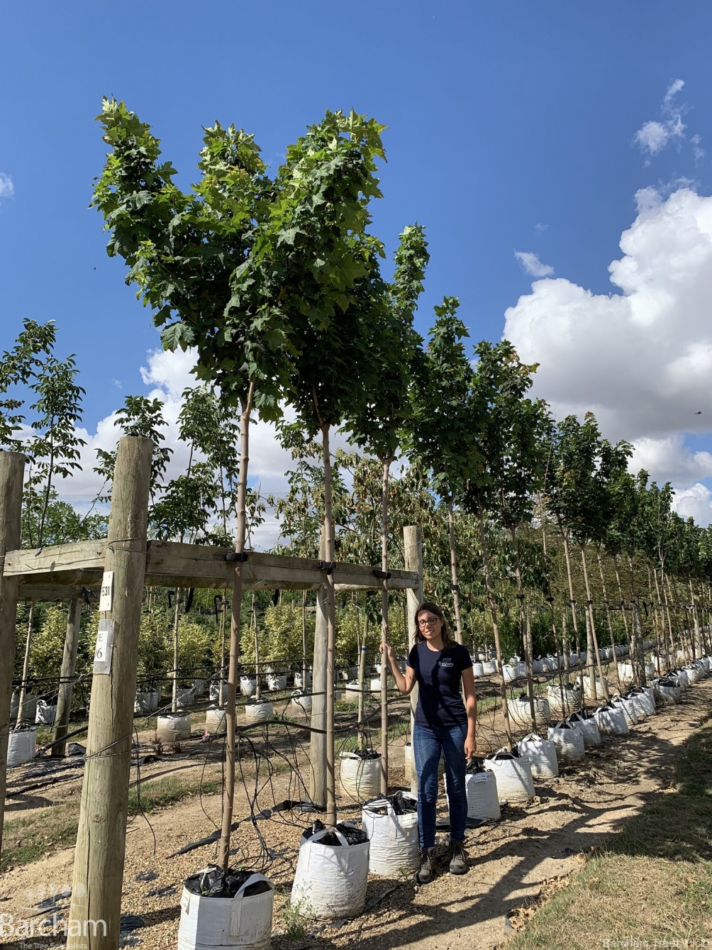 Acer platanoides Globosum