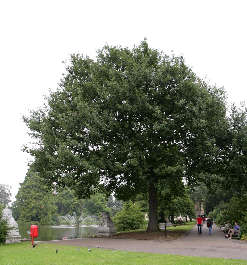 Mature Quercus petraea