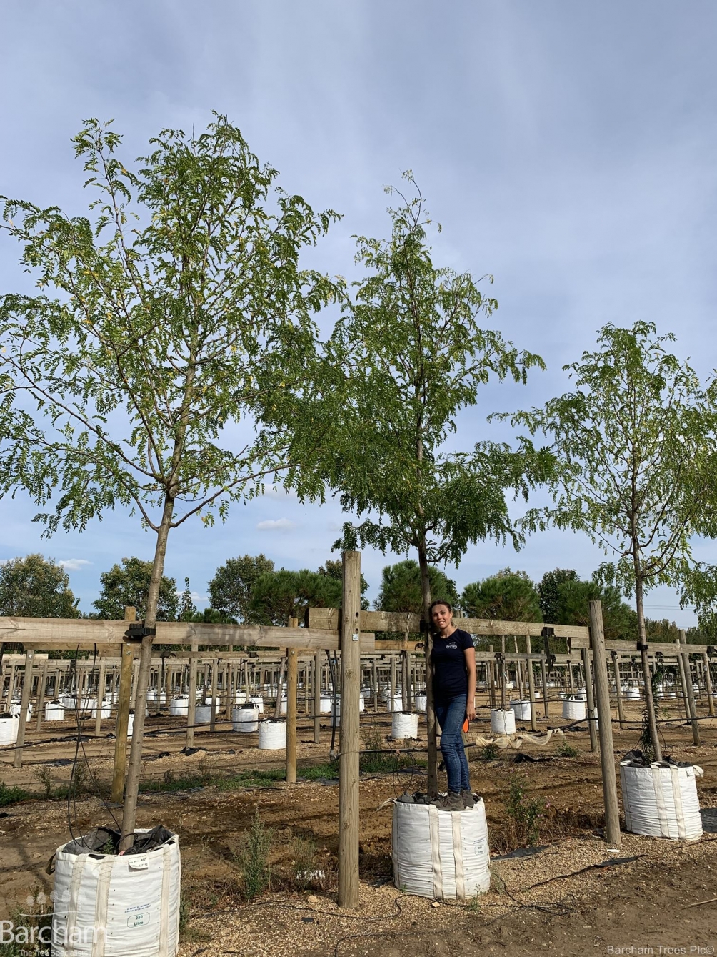 Gleditsia triacanthos Skyline