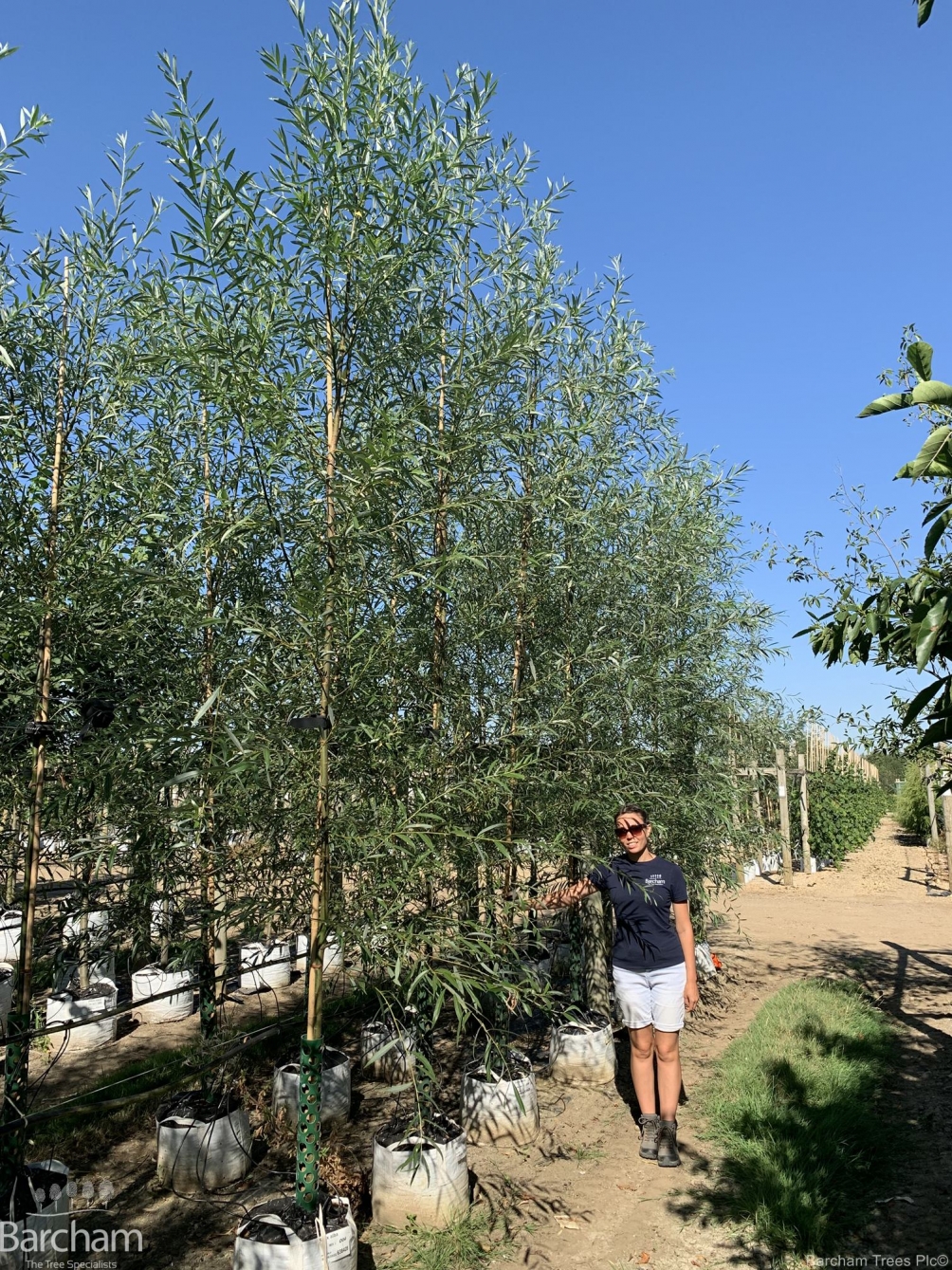 Salix alba