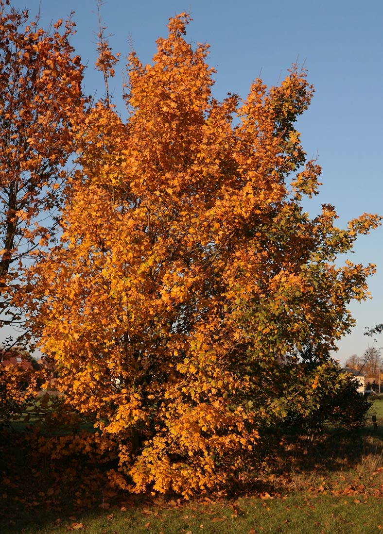 Acr campestre in autumn colour