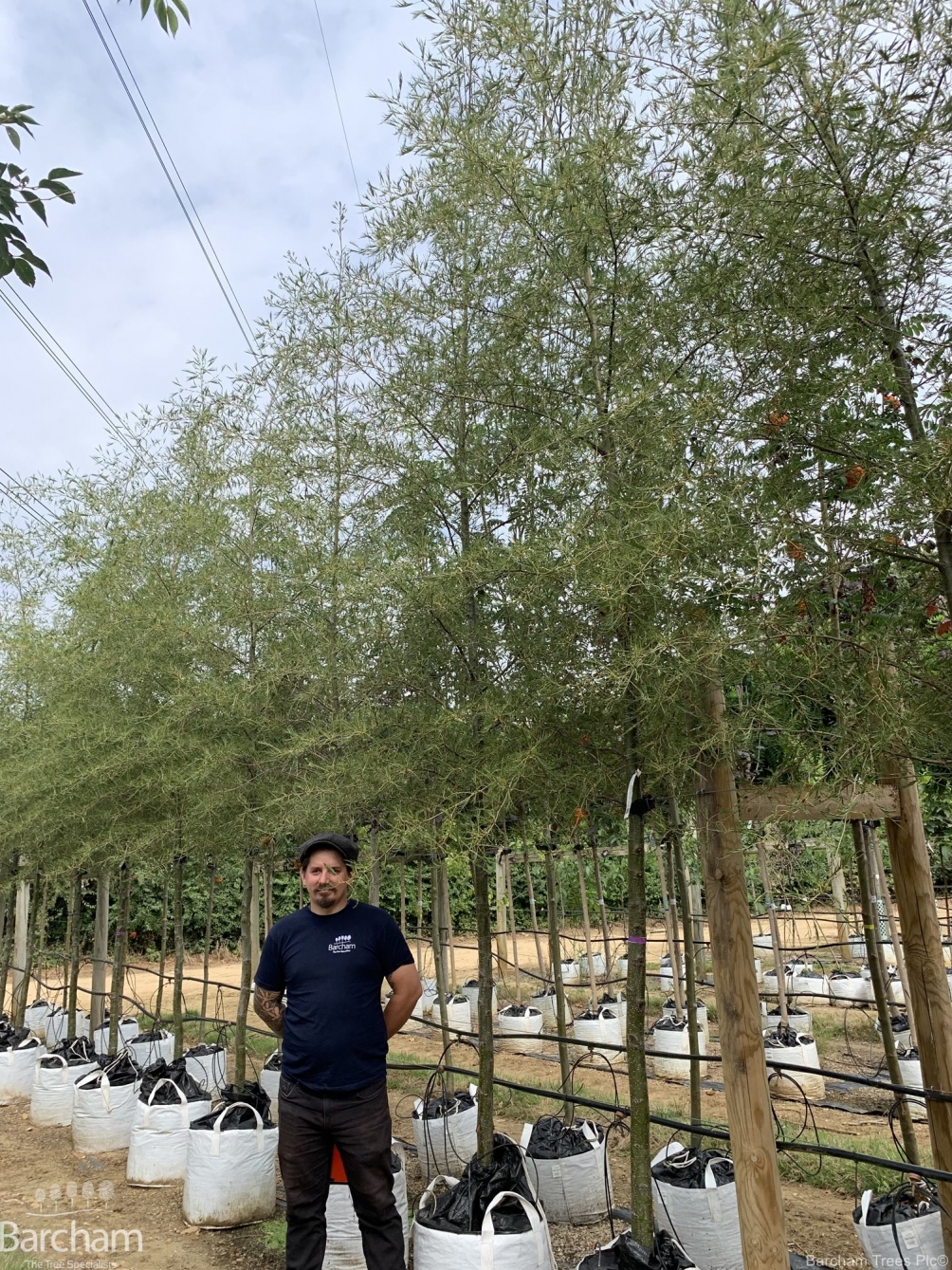 Alnus glutinosa Imperialis