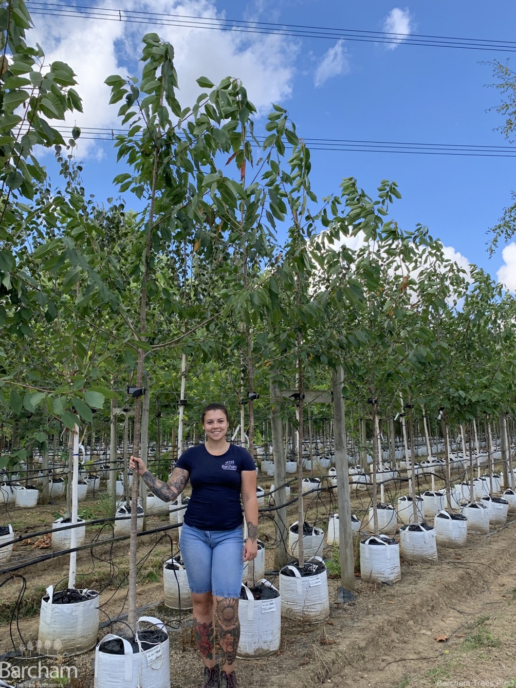 Prunus avium