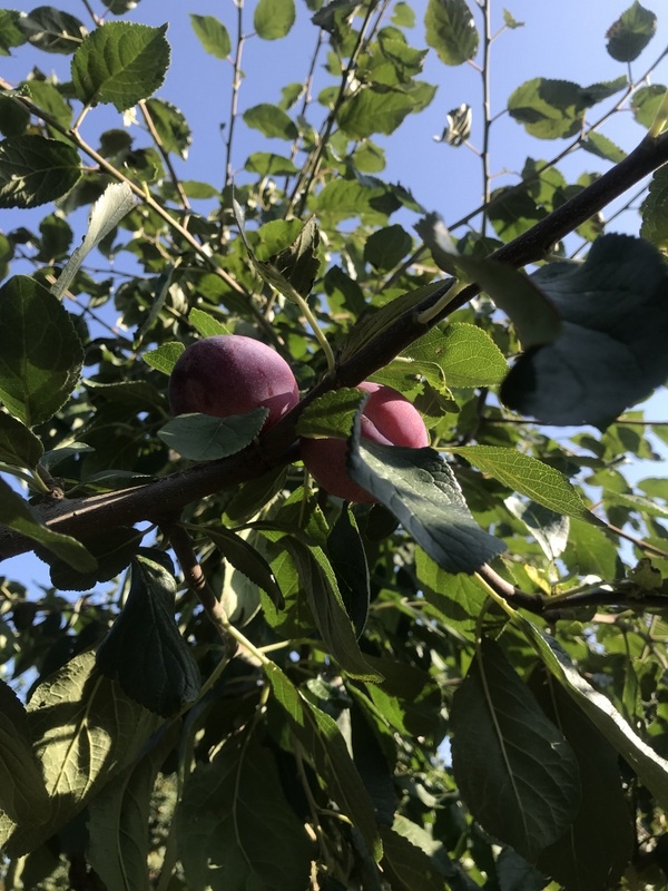 the fruits o fPrunus domestica Victoria