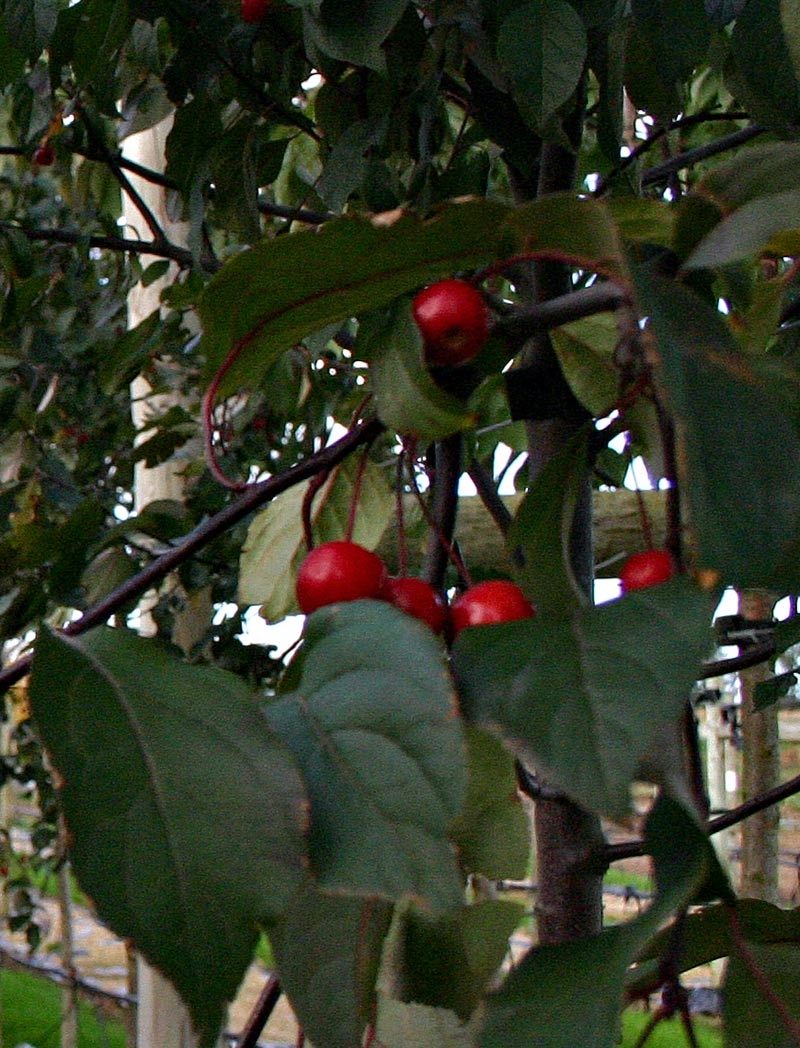 the red berries of Malus Mokum