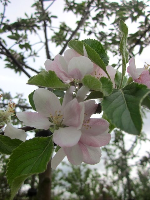 The flower of Malus Cox’s Orange Pippin