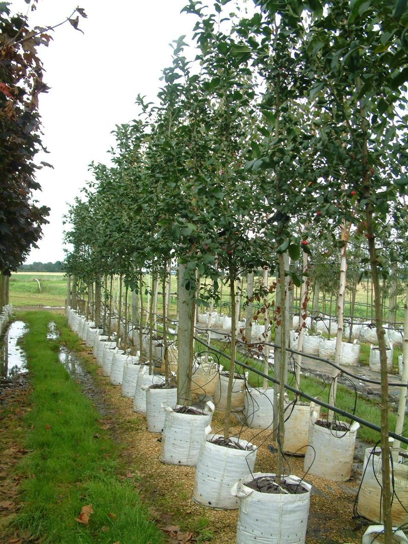 Euonymous europaea Red Cascade at barcham trees