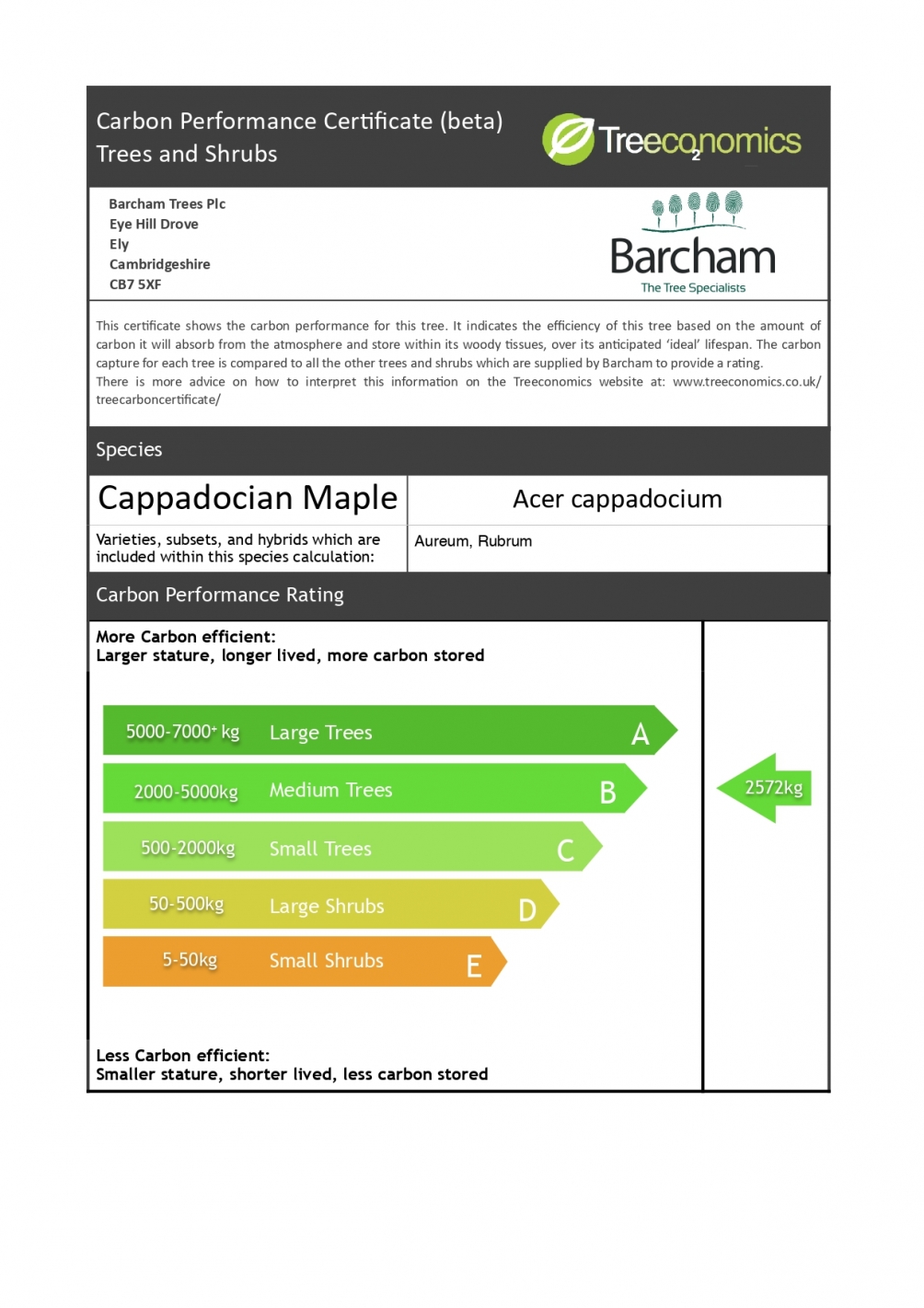 Acer cappadocicum Aureum