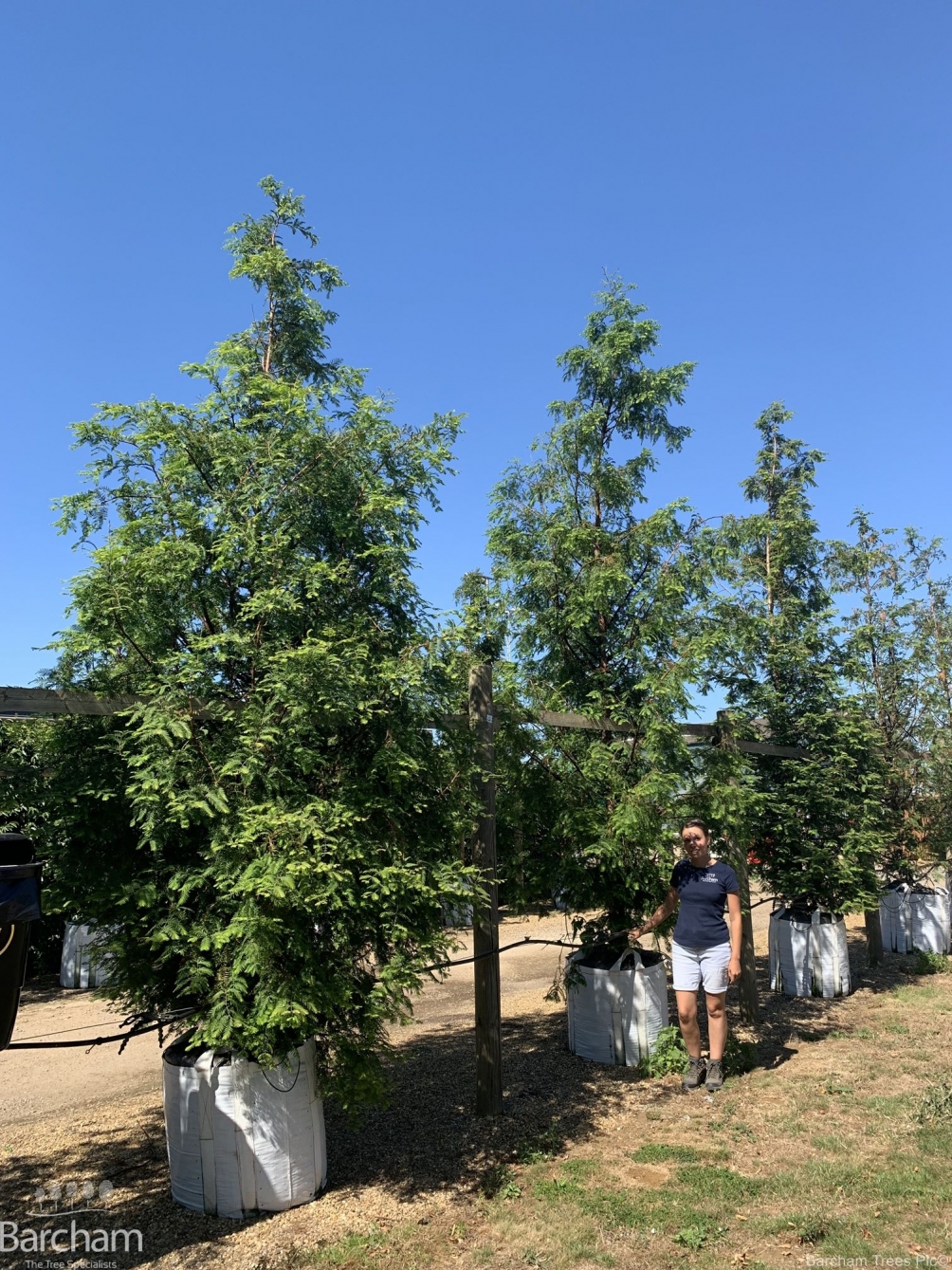 Metasequoia glyptostroboides