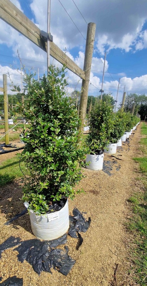 Quercus ilex feathered