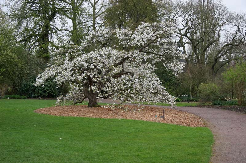 Mature specimen of Prunus shirotae