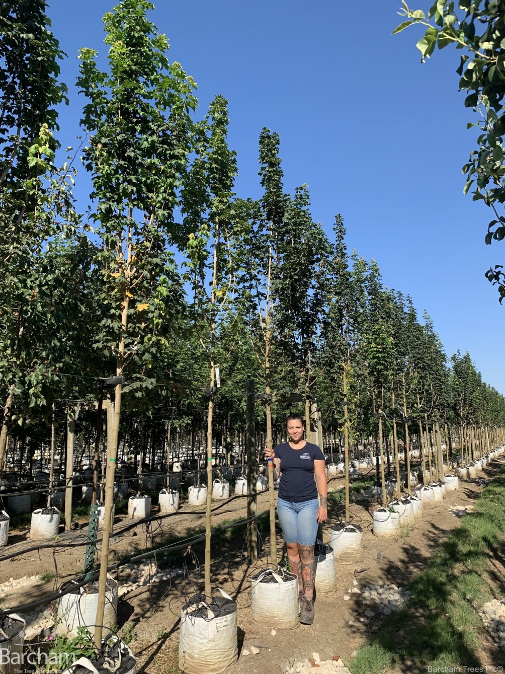 Acer Campestre Lienco