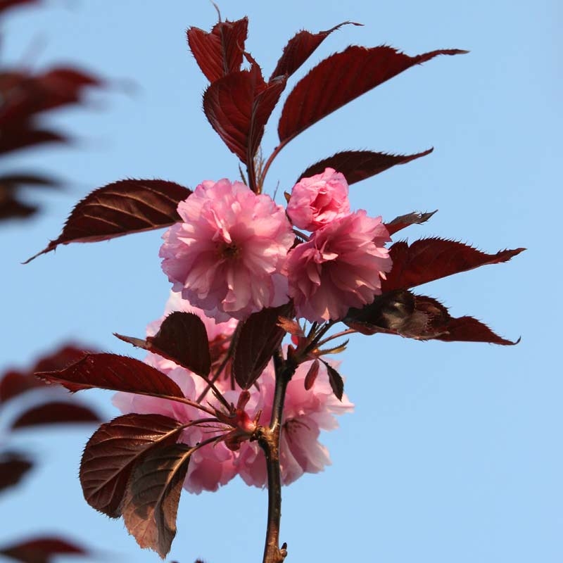 the beautiful double pink flower of Prunus Royal Burgundy