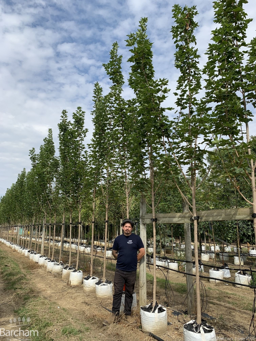 Acer platanoides Emerald Queen
