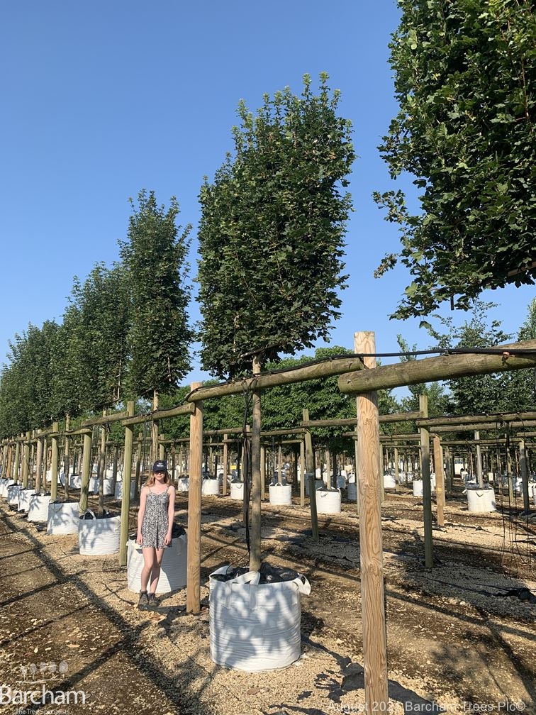 Acer campestre Pleached