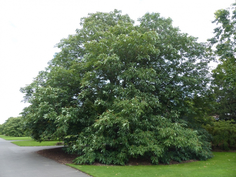 Mature Aesculus indica