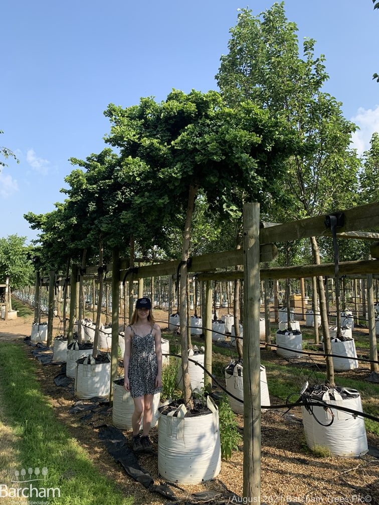 Ginkgo biloba Globosa