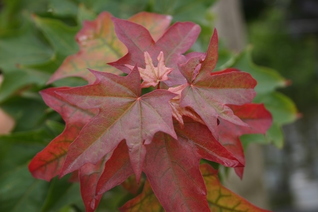 young foliage of Acer cappadocicum Rubrum