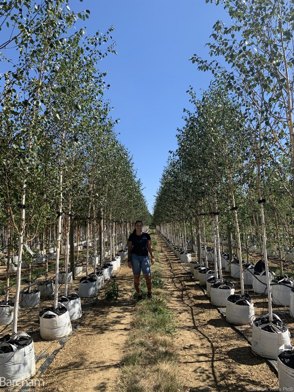 Betula utilis Jacquemontii Doorenbos