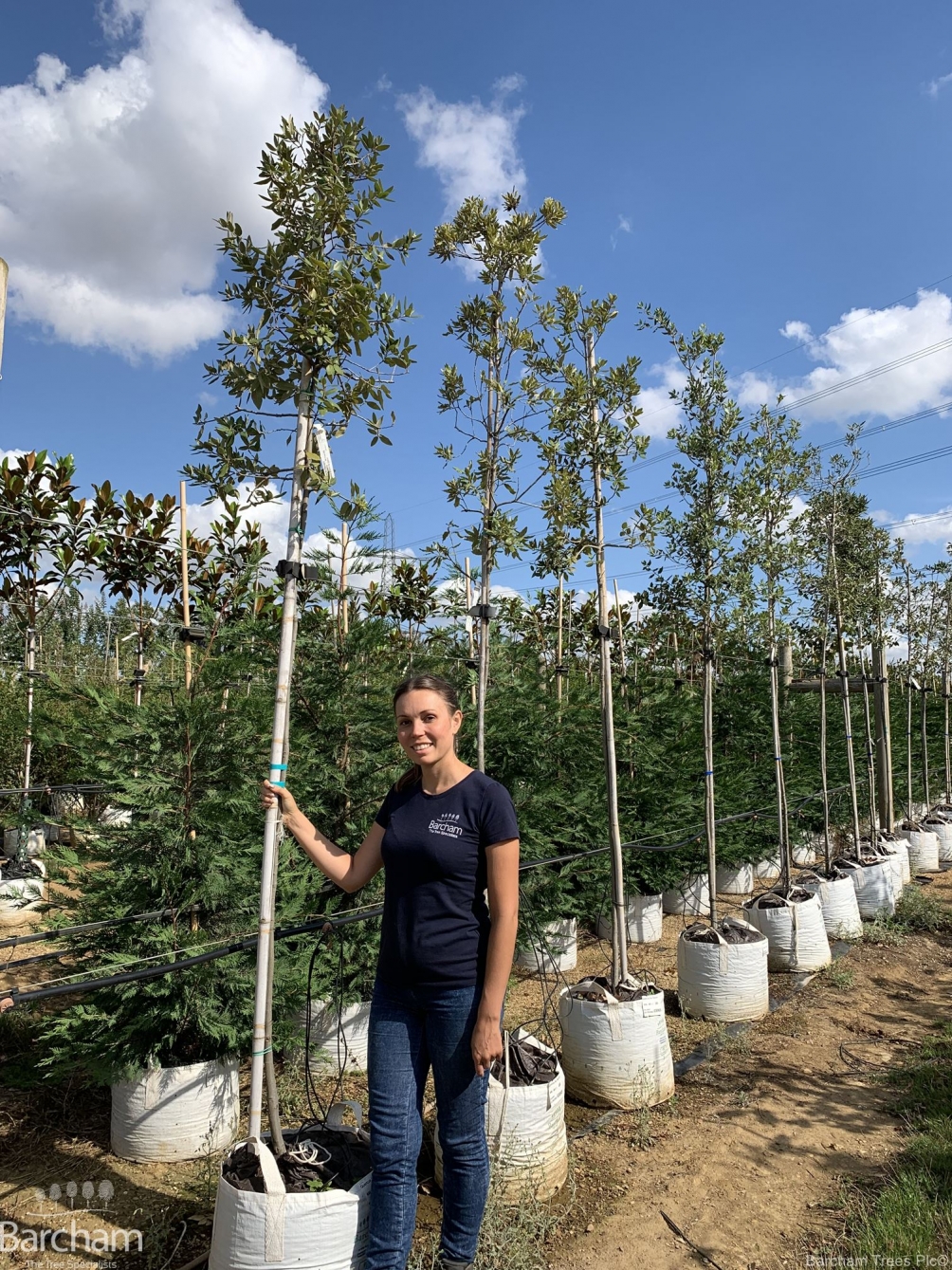 Quercus ilex