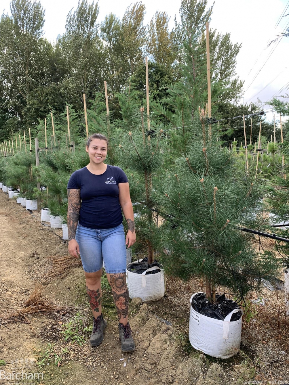 Pinus sylvestris