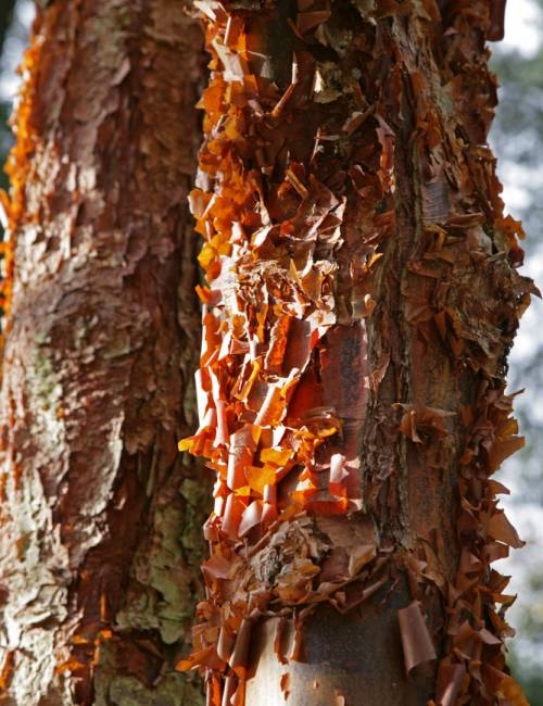 Acer griseum bark