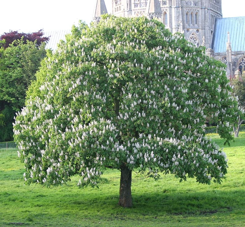 Aesculus hippocastanum