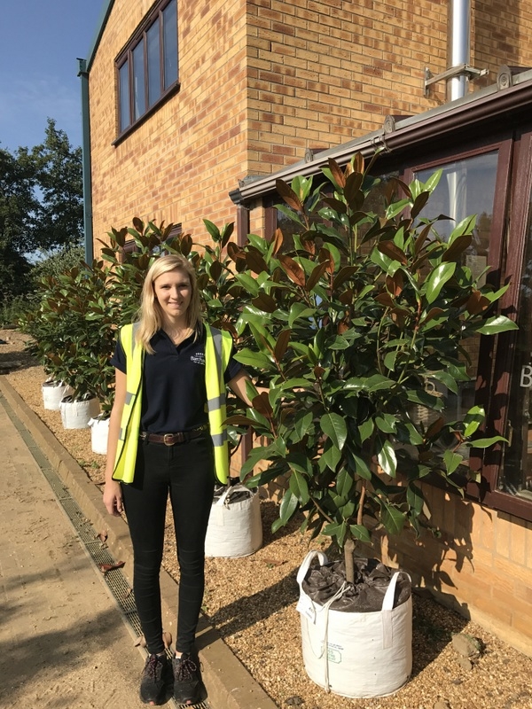 Magnolia grandiflora Gallissonniere multi-stem at barchams nursery