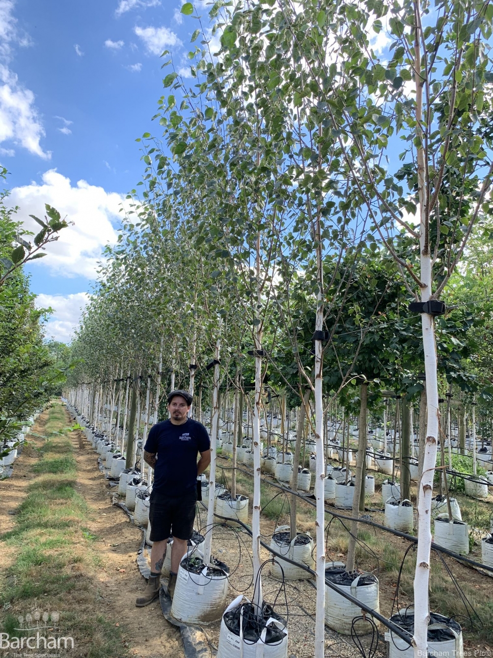 Betula utilis Jacquemontii Doorenbos