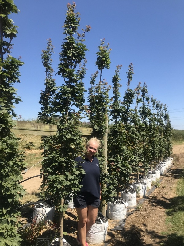 feathered Acer campestre William Caldwell at barcham trees